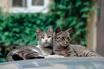 Animals, Cats, Couple, Pair, Lie, To Lie Down HD wallpaper
