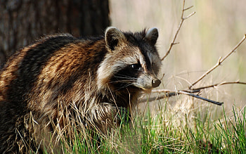 Animals, Raccoons HD wallpaper