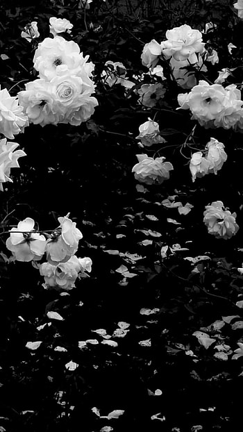 Black Aesthetic, Black Aesthetic Flowers HD phone wallpaper