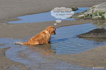 What's That, golden retriever, tide pool, dog on beach, beach HD wallpaper