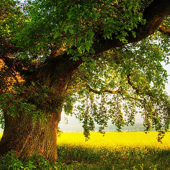 Beautiful oak tree , Nature's grandeur, Captivating backgrounds, Breathtaking visuals HD phone wallpaper