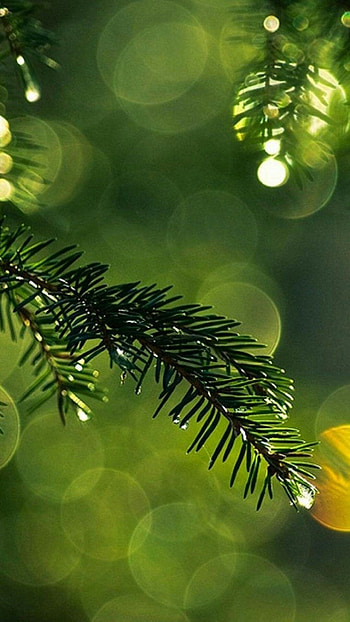 Spruce , 6 , Nature HD phone wallpaper