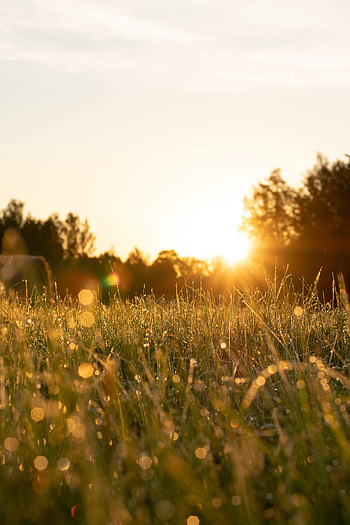 Nature, Grass, Glare, Beams, Rays, Field HD phone wallpaper