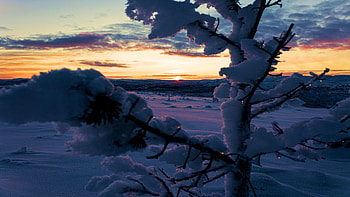 Muotkatunturi Wilderness Area, Inari, Finland, hills, snow, clouds, colors, landscape, trees, sky, sunset HD wallpaper