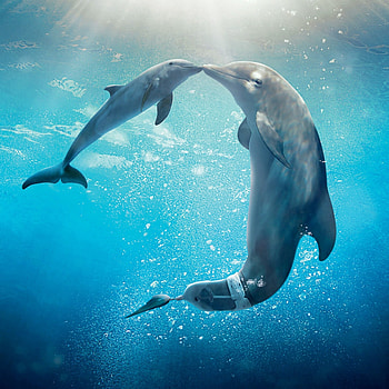 Dolphin Tale 2 movie , Aquatic adventures, Heartwarming family films, Dolphin tale sequel HD phone wallpaper