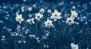 Spring Flowers in Bloom, flower, daffodil, garden, nature HD wallpaper