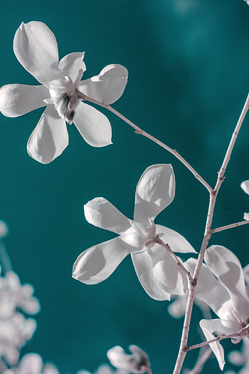 Flower, Macro, Close-Up, Bloom, Flowering, Branch HD phone wallpaper