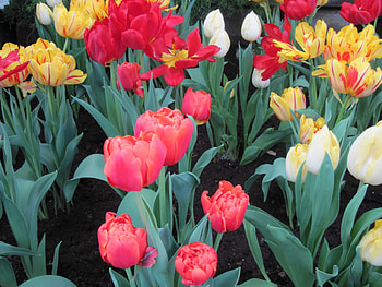 Spring symbol of rebirth 38, graphy, yellow, green, Red, Flowers, garden, orange HD wallpaper