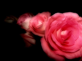 You are my secret love, facination, charming, love at first sight, thoughtfulness HD wallpaper