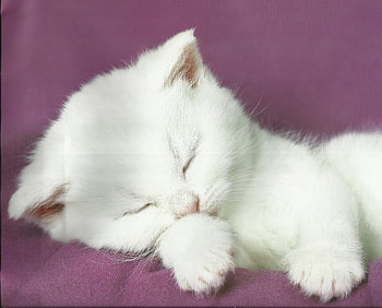 Kitten napping, kitten, white, cute, napping, paws HD wallpaper
