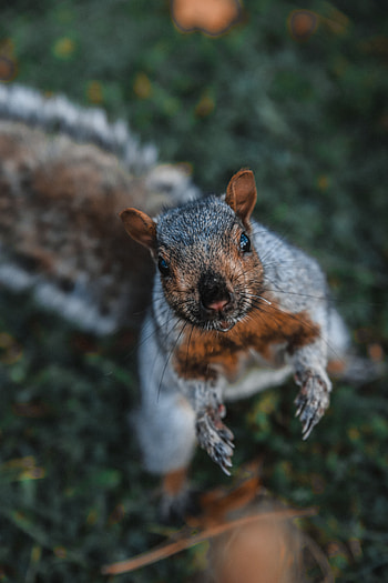 Funny, Animals, Squirrel, Brown, Animal HD phone wallpaper