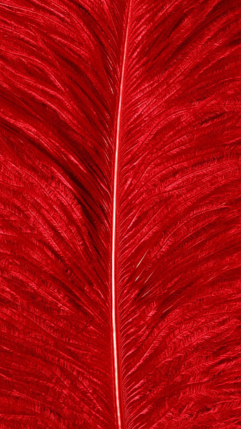 Red Colour, Red Colour Feather, Blood Red Colour HD phone wallpaper