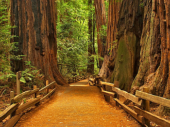 path of the giants, giants, path, trees, nature, forest HD wallpaper