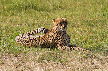 Animals, Grass, Leopard, Predator, Big Cat HD wallpaper