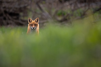 red fox, Animal, fox HD wallpaper