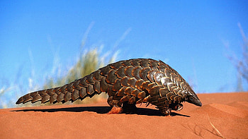 Animals, Sand, Battleship, Crawl, Armadillo HD wallpaper