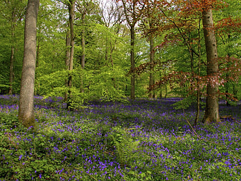 Nature, Flowers, Trees, Fern, Forest, Vegetation, Greens, Trunks HD wallpaper