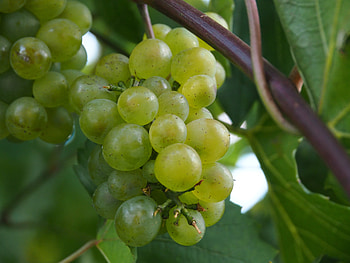 Food, Vine, Grapes, Berries, Branch HD wallpaper