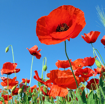 Flowers, Sky, Poppies, Summer, Greens, Field, Relaxation, Rest HD wallpaper