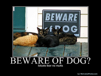 beware, dog, cats, of HD wallpaper