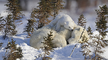 Animals, Snow, Branches, Family, White Bears, Polar Bears HD wallpaper