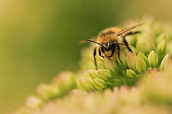 Grass, Flower, Macro, Surface, Bee HD wallpaper