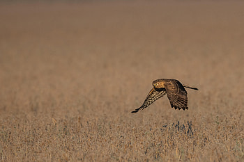 Animals, Grass, Owl, Bird, Predator, Flight, Eagle Owl HD wallpaper
