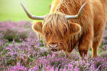 Flowers cow bull, Scottish heather HD wallpaper