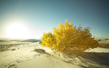 Nature, Leaves, Sand, Desert, Wood, Tree HD wallpaper