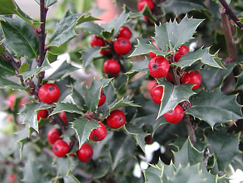 Holly Tree, Winter holly, Berried beauty, Seasonal wonder HD wallpaper
