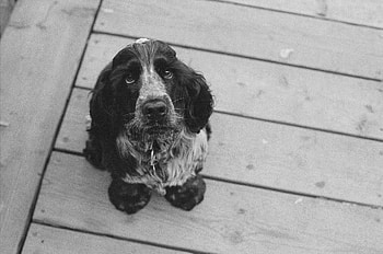 Animals, Dog, Muzzle, Bw, Chb HD wallpaper