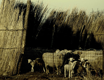 sheepfold in Romania, summer, Romania, animals, sheep HD wallpaper