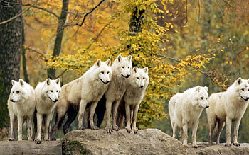 Animals, Wolfs, Trees, Grass, Autumn, Forest, Family, Flock, Hunt, Hunting HD wallpaper