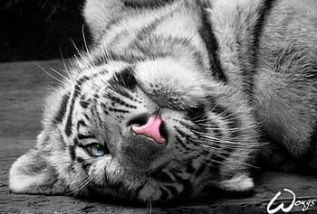 Just Chilling.., cute, white bengal tiger, bengal tiger, cub HD wallpaper