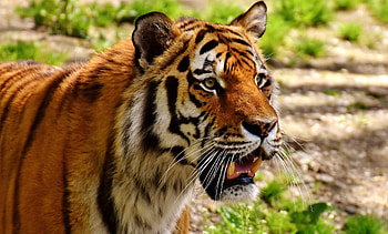 Animals, Grin, Muzzle, Predator, Tiger HD wallpaper