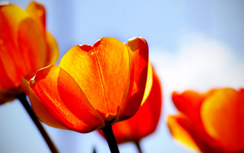 Tulips, tulip, beautiful, nature, flowers HD wallpaper