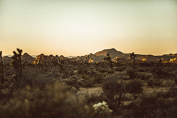 Nature, Trees, Desert, Prairie, Hill, Valley HD wallpaper
