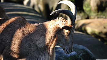 barbary sheep, barbary, woolly, goat, sheep HD wallpaper