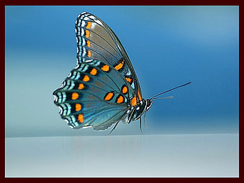 butterfly, blue, orange, nowhere HD wallpaper