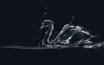 Birds, Swan, Animal HD wallpaper