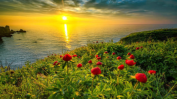 Sunrise over Black sea, sea, wildflowers, reflection, peonies, coast, beautiful, sunset, sunrise, summer HD wallpaper