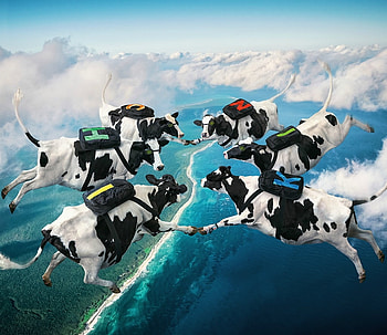 Synchronizing cows, blue, animal, cow, white, situation, vaca, creative, fantasy, sky, andy mahr HD wallpaper