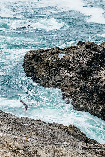 Nature, Sea, Waves, Rocks, Bird, Seagull, Gull HD phone wallpaper