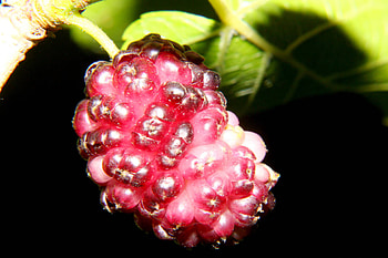 Berries , Mulberry fruit, Fresh and juicy, Creative commons license HD wallpaper