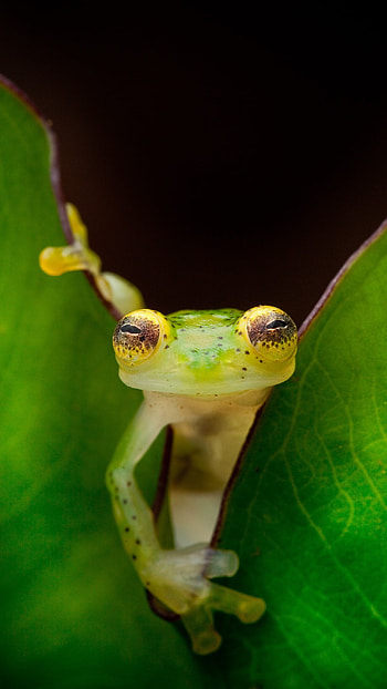 Cute Frog, Cute Animal HD phone wallpaper
