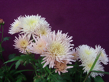 Flowers, Chrysanthemum, Greens, Flower Bed, Flowerbed HD wallpaper