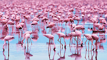 Elegant pink bird, Tropical paradise, Feathered beauty, -spirited creature HD wallpaper