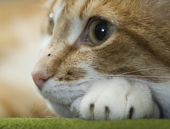 Cat, animal, kity, pussy, purr HD wallpaper