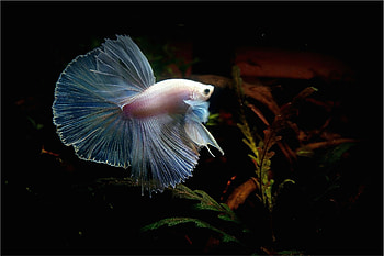 Betta Fish, White, Aquarium, Fish, Water, Betta HD wallpaper