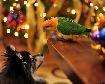 Dog and parrot, dog, birds, lights, parrot HD wallpaper